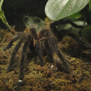 Rainforest - Tarantula