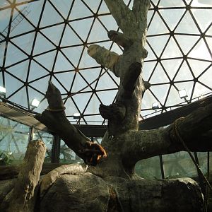 Rainforest - Orangutan Exhibit