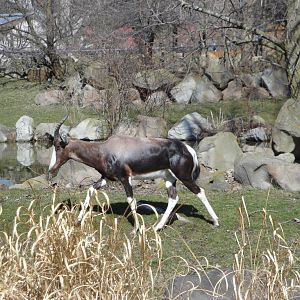 African Savannah - Bontebok