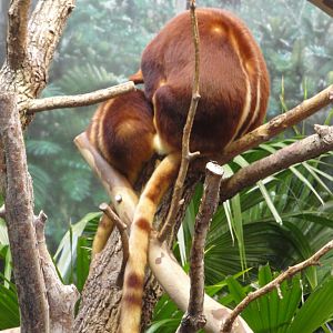 Gum Leaf Hideout - Goodfellow's Tree Kangaroo