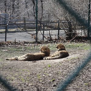 Primate, Cat, and Aquatics - Cheetah