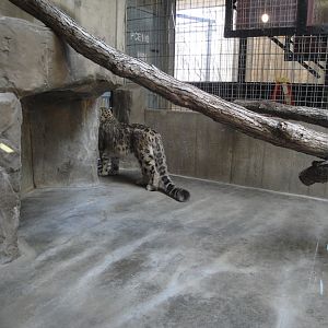 Primate, Cat, and Aquatics - Snow Leopard