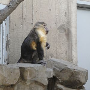 Primate, Cat, and Aquatics - Golden-bellied Mangabey