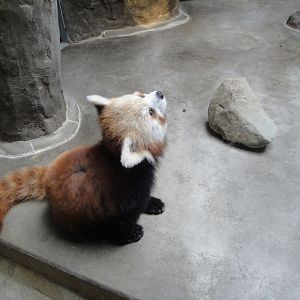 Primate, Cat, and Aquatics - Red Panda