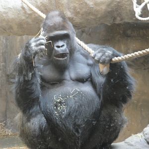 Primate, Cat, and Aquatics - Lowland Gorilla
