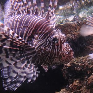 Primate, Cat, and Aquatics - Lionfish