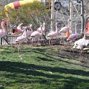 African Savannah - Lesser Flamingos