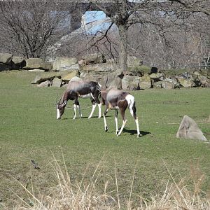 African Savannah - Bontebok