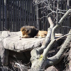 African Savannah - Lion