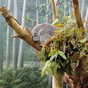 Gum Leaf Hideout - Koala