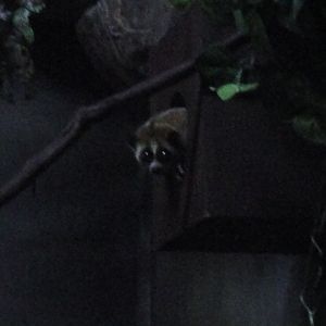 Primate, Cat, and Aquatics - Slow Loris