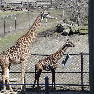 African Savannah - Masai Giraffe