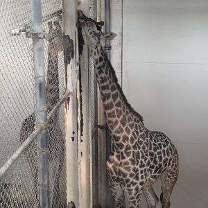 African Savannah - Masai Giraffe