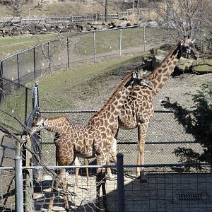African Savannah - Masai Giraffe