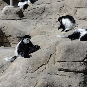 African Savannah - Colobus Monkeys