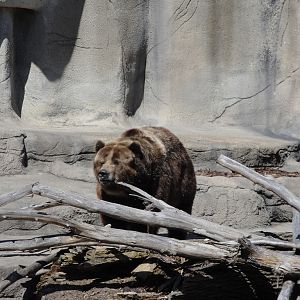 Northern Trek - Grizzly Bear