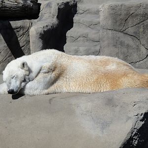 Northern Trek - Polar Bear