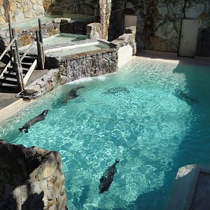 Northern Trek - Seal and Sea Lion Exhibit