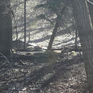 Wolf Wilderness - Mexican Grey Wolves