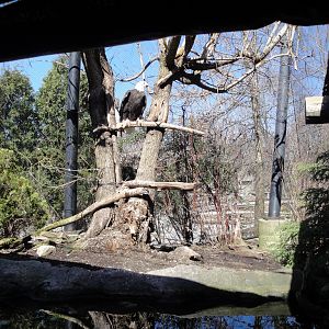 Wolf Wilderness - Bald Eagle Exhibit