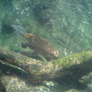 Wolf Wilderness - North American Beaver