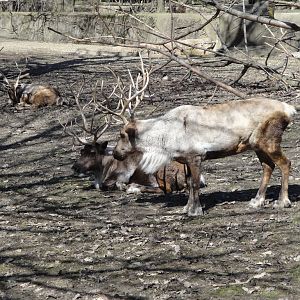 Northern Trek - Caribou