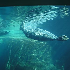Arctic Encounter - Harbor Seal and Grey Seal