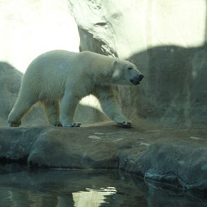 Arctic Encounter - Polar Bear