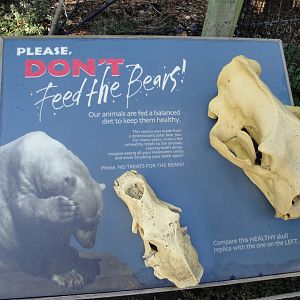 Arctic Encounter - Polar Bear Skulls