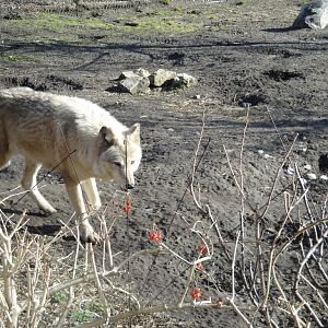 Arctic Encounter - Arctic Wolf