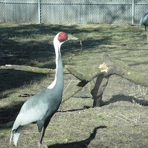 Tiger Terrace - White-naped Crane