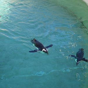 African Black-footed Penguins