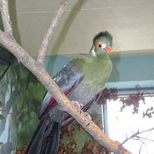 Aviary - White-cheeked Turaco