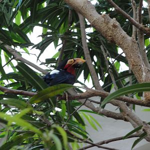 Aviary - Bearded Barbet