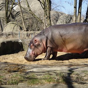 African Savannah - Nile Hippopotamus