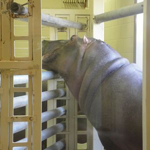 African Savannah - Nile Hippopotamus