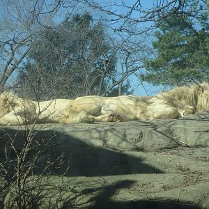 African Savannah - White Lions