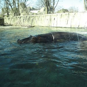 African Savannah - Nile Hippopotamus