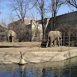 African Savannah - African Elephants