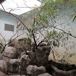 African Savannah - Elephant House Aviary