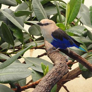 African Savannah - Blue-bellied Roller