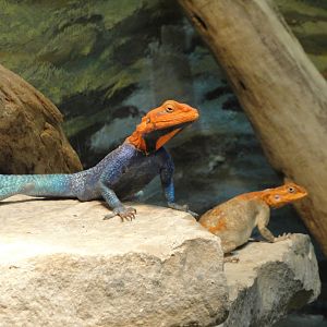 Reptile House - Common Agama