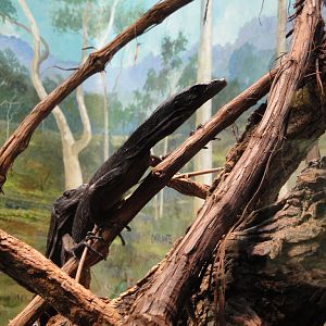 Reptile House - Black Tree Monitors