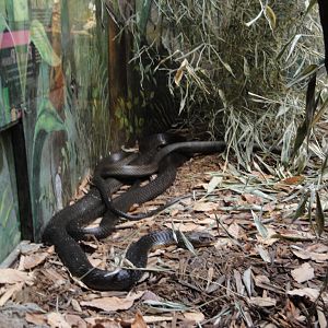 Reptile House - King Cobra