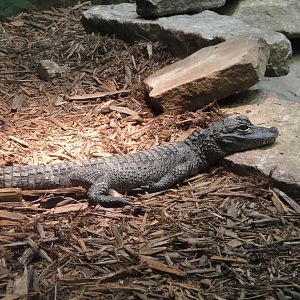 Reptile House - Chinese Alligator