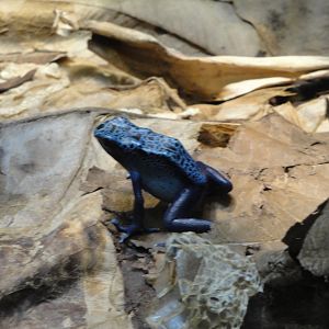 Reptile House - Blue Poison Dart Frog