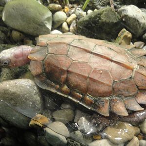 Reptile House - Black-breasted Leaf Turtle