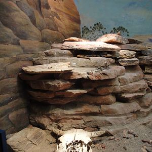 Reptile House - American Southwest Exhibit