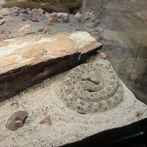 Reptile House - Sidewinder