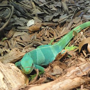 Reptile House - Fijian Banded Iguana
